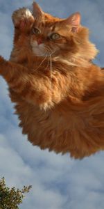 Sky,Fluffy,Flight,Animals,Cat