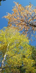 Cielo,Otoño,Bosque,Naturaleza