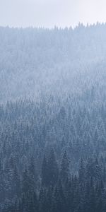 Naturaleza,Árboles,Bosque,Niebla,Abeto,Cielo