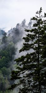 Sky,Forest,Fog,Fir,Spruce,Nature,Trees