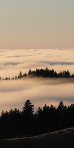 Sky,Forest,Fog,Trees,Clouds,Nature