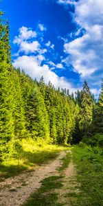 Sky,Forest,Path,Nature,Road