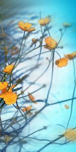 Sky,Greens,Wildflowers,Flowers