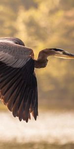 Sky,Heron,Animals,Bird,Flight