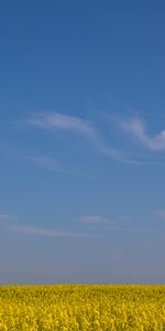 Sky,Horizon,Field,Flowers,Minimalism