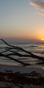 Sky,Horizon,Snag,Nature,Sun