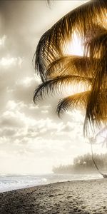 Palms,Paisaje,Cielo,Playa