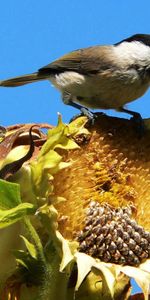 Sky,Leaves,Bird,Sit,Sparrow,Sunflower,Animals