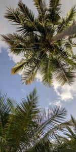 Sky,Leaves,Branches,Bottom View,Nature,Palms