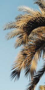 Sky,Leaves,Branches,Nature,Palms