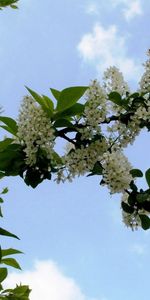 Sky,Leaves,Clouds,Branch,Bird Cherry,Flowers,Flowering,Bloom