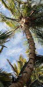 Feuilles,Nuages,Bois,Nature,Arbre,Paume,Sky