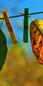 Sky,Leaves,Macro,Clothespins,Rope,Hang,Autumn