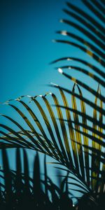 Naturaleza,Cielo,Hojas,Palma,Sucursales,Ramas