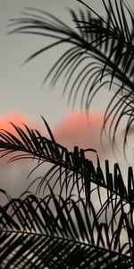 Sky,Leaves,Palm,Branches,Nature,Dark