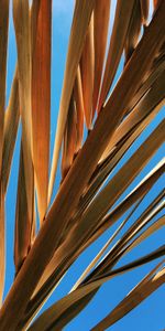 Sky,Leaves,Palm,Dry,Branch,Nature