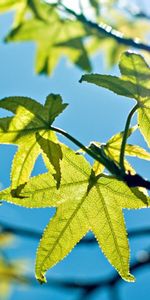 Sky,Leaves,Shine,Light,Young,Nature,Spring