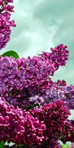 Sky,Lilac,Branches,Bloom,Flowering,Flowers,Spring