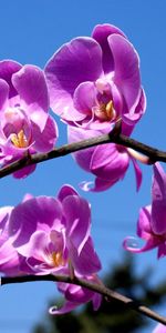 Cielo,Flor,Macro,Lila