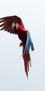 Sky,Macaw,Animals,Bird,Flight,Parrots