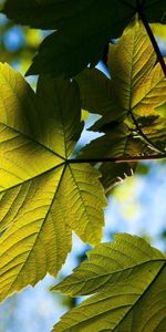 Sky,Macro,Branch,Background,Leaves