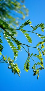 Branches,Nature,Sky,Feuilles,Macro