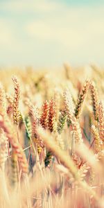 Sky,Macro,Light,Light Coloured,Ears,Ripe,Spikes,Field