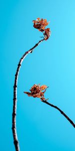 Sky,Miscellanea,Miscellaneous,Branches,Dry,Leaves