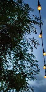 Sky,Miscellanea,Miscellaneous,Branches,Garland,Wire,Light Bulbs,Electric