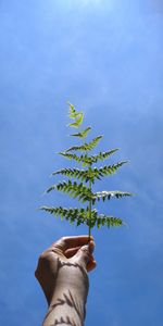 Sky,Miscellanea,Miscellaneous,Fern,Hand,Leaflet