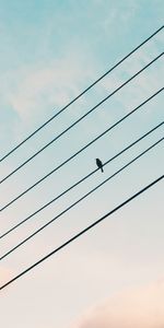 Sky,Miscellanea,Miscellaneous,Sparrow,Bird,Wires,Wire