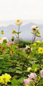 Flores,Cielo,Montañas,Horizonte,Cama De Flores,Parterre,Dalias