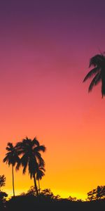 Sky,Nature,Sunset,Palms,Tropics,Silhouettes