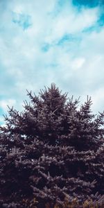 Sky,Needle,Wood,Fir,Spruce,Nature,Tree