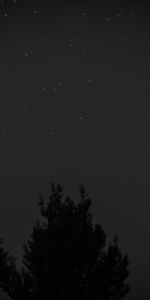 Bois,Arbre,Sky,Etoiles,Nuit,Lune,Sombre