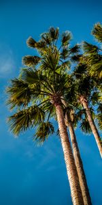 Sky,Palm,Bottom View,Nature,Beach