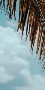 Sky,Palm,Branch,Nature,Leaves