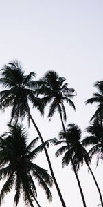 Sky,Palm,Branches,Nature,Branch,Leaves