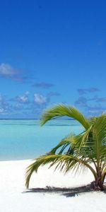 Sky,Palm,Nature,Sand