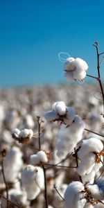 Sky,Plant,Macro,Field,Cotton