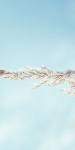 Cielo,Macro,Espiguilla,Planta,Minimalismo