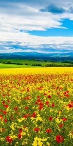 Nuages,Les Champs,Sky,Paysage,Coquelicots