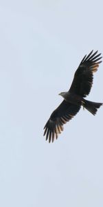 Animales,Cielo,Depredador,Vuelo,Águila,Pájaro