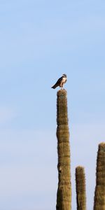 Faucon,Animaux,Sky,Prédateur,Oiseau,Cactus