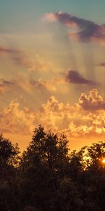 Sky,Rise,Nature,Trees,Clouds,Sunrise