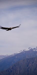 Sky,Rocks,Flight,Animals,Bird,Wings,Eagle