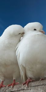 Sky,Roses,Pair,Animals,Pigeons,Couple,Love