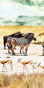 Afrique,Savanna,Buffle,Antilope,Buffles,Sky,Zèbres,Animaux