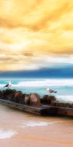 Sky,Sea,Horizon,Shore,Bank,Logs,Nature,Birds,Seagulls,Beach