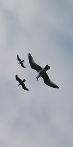 Cielo,Gaviotas,Nubes,Vuelo,Birds,Minimalismo